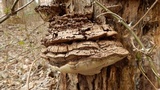 Ganoderma lobatum image