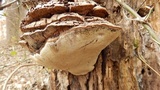 Ganoderma lobatum image