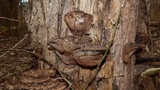 Ganoderma lobatum image