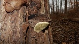 Ganoderma lobatum image