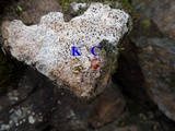 Ainoa geochroa image