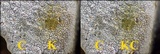 Aspicilia epiglypta image