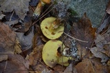 Suillus grevillei image