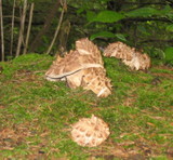 Sarcodon imbricatus image