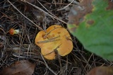 Suillus grevillei image