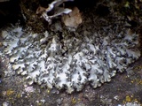 Phaeophyscia orbicularis image