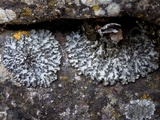Phaeophyscia orbicularis image