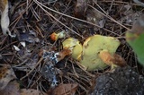 Suillus grevillei image