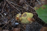 Suillus grevillei image