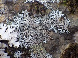 Physcia caesia image