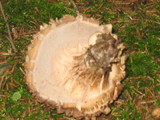 Sarcodon imbricatus image