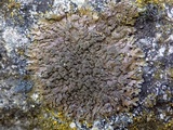 Melanelixia fuliginosa image