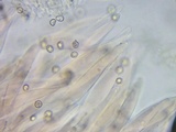 Pluteus ephebeus image