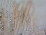 Pluteus ephebeus image