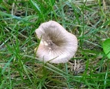 Pluteus ephebeus image