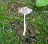 Pluteus ephebeus image
