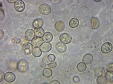 Pluteus ephebeus image