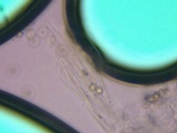 Pluteus ephebeus image