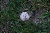 Calvatia cyathiformis image