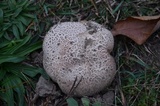 Calvatia cyathiformis image