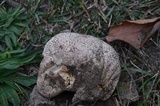Calvatia cyathiformis image