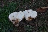 Calvatia cyathiformis image