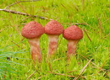 Suillus spraguei image