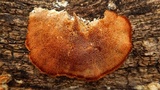 Daedaleopsis confragosa image