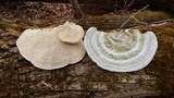 Trametes gibbosa image