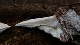 Trametes gibbosa image