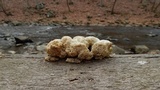 Abortiporus biennis image