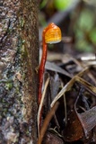 Haddowia longipes image