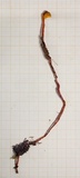 Haddowia longipes image