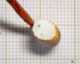 Haddowia longipes image