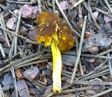 Pluteus romellii image