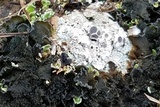 Diploschistes muscorum image