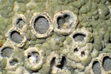 Diploschistes muscorum image