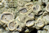 Diploschistes muscorum image