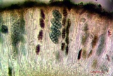 Diploschistes muscorum image