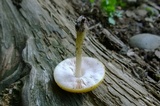 Pluteus variabilicolor image