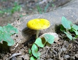 Pluteus variabilicolor image