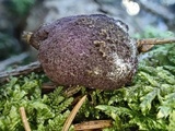 Nectriopsis violacea image