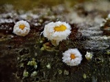 Capitotricha bicolor image