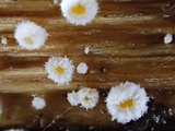 Capitotricha bicolor image