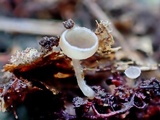 Ciboria amentacea image