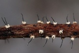 Image of Ambarignomonia petiolorum