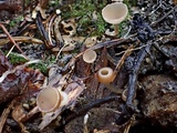 Ciboria caucus image