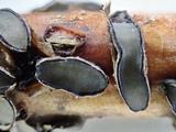 Colpoma quercinum image
