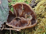 Disciotis venosa image