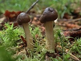 Elaphocordyceps rouxii image
